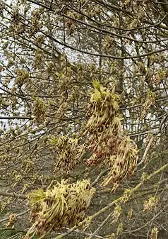 BOX ELDER - Acer negundo