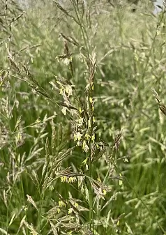 FESCUE, MEADOW - Festuca pratensis (elatior)