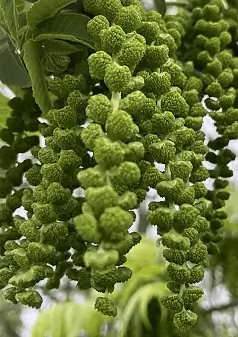 WALNUT POLLEN, BLACK - Juglans nigra