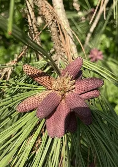 PINE, PONDEROSA - Pinus ponderosa