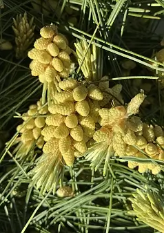 PINE, WHITE/EASTERN - Pinus strobus