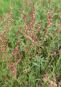 SHEEP (RED) SORREL - Rumex acetosella